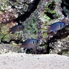 15 best chromis images
