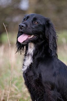 Sprocker Spaniel At 9 Weeks Old Make It A Home Pinterest Molly The Working Er Spaniel