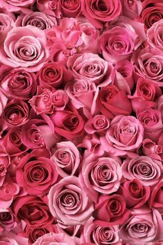 Rose Iphone Wallpapers 3x480 Cell Phone Hd Wallpaper ピンク 壁紙 Iphone 壁紙 薔薇 バラ 赤 Rose Iphone Wallpapers 3x480 Cell Phone Hd Wallpaper ピンク 壁紙 Iphone 壁紙 薔薇 バラ 赤