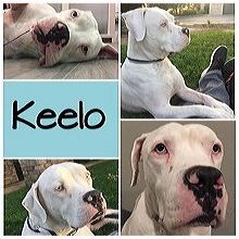 New Jersey American Bulldog Rescue Adoptions Rescue Me