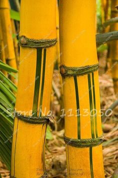 20pcs sehr selten Stauden Bambus Phyllostachys Nigra Natur Pflanzen f/ür Haus Garten bag schwarz Bambussamen