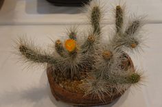 Echinocereus~ pensilis Great Hanging Basket Type Cactus Rooted 9.5 Tall Three Cactus You will receive the plant from the pictures #1P