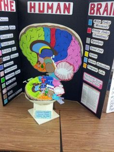 10 best 3d brain images science projects, school, science classroom