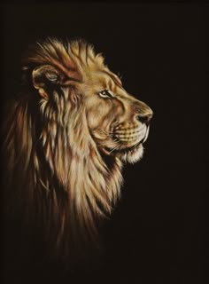 19 Best Cover Images Animal Pictures Big Cats Cut Animals