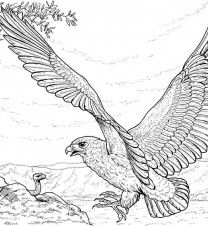 21 best Eagle Coloring Pages images on Pinterest | Coloring books ... 21 best Eagle Coloring Pages images on Pinterest | Coloring books ...