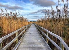 53 Best Outdoor Activities In Va Beach Images On Pinterest 2018 Visit Virginia Beach On Instagram A Trip To The Back Bay Wildlife Refuge Is All You Need Get Reacquainted With Nature Coastal1969