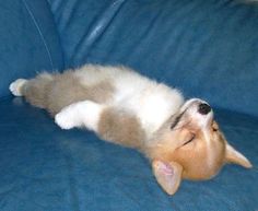 とってもかわいい子犬 のアイデア 24 件 子犬 ワンコ 可愛い 動物 とってもかわいい子犬 のアイデア 24 件 子犬 ワンコ 可愛い 動物
