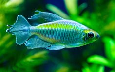 283 best tetras danios