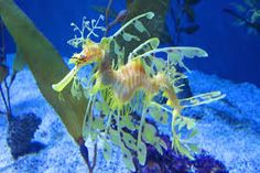 35 best nature images on pinterest marine life ocean life and