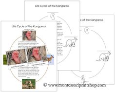 kangaroo life cycle life cycles interactive student kangaroo classification chart