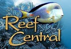 55 best satlwater aquarium
