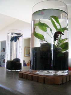 381 best fish tanks