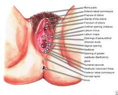 12 Female Organ Ideas Female Reproductive System Reproductive System Human Body Anatomy