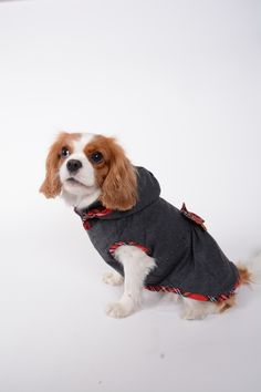 manteau imperméable pour cavalier king charles