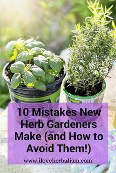 A M Landscaping Arlington Tx Indoor Herb Garden Herbs Organic