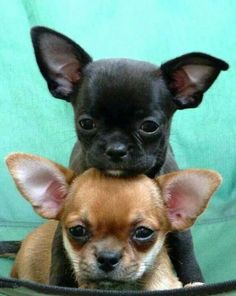 Can Half Brother And Sister Dogs Breed Can Half Brother And Sister Dogs Breed