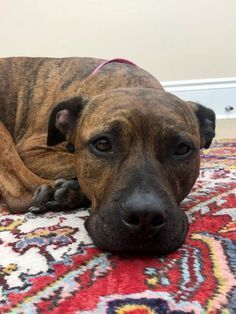 Help This Sweet Pup Find A Home Thx For Sharing American