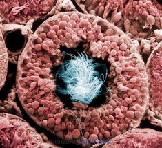 Las Mejores 490 Ideas De Fotografía Microscópica Fotografía Microscópica Microscopio Fotografia
