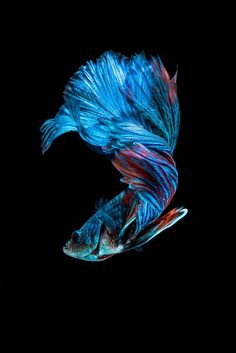 190 best betta images
