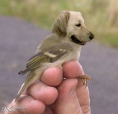 pics Funny Pictures Of Animals Combined 15 animal combinations ideas