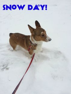 61 Best Corgis Images On Pinterest Gatos Cut Animals And Dog Cat Who Says Virginians Snow