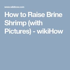 7 best brine shrimp