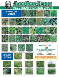 identify grass types
