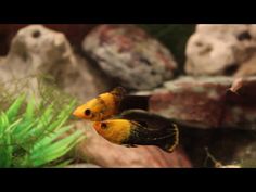 27 best community tank