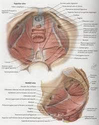 musculos del piso pelvico femenino pdf