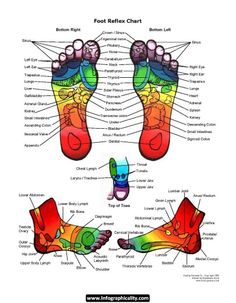free printable reflexology charts trigger point chart trigger point referred charts