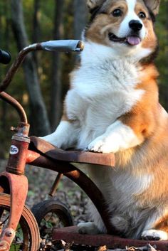 Bicycle Handlebar Bike Bell Pembroke Welsh Corgi Face Pet Dog
