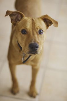 Happy Tails Jack Daily Dog Tag Photos By Tiff Photography
