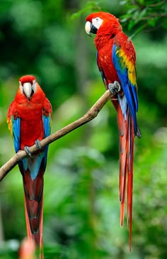 Beautiful Birds Wallpapers Free Download Cute Birds Bird