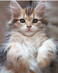 Best Images Ideas Of Ragdoll Kitten Kitty Most Affectionate Cat Breeds Tap The Link Now To See All Of Our Cool Cat Collections Best Images Ideas Of Ragdoll Kitten Kitty Most Affectionate Cat Breeds Tap The Link Now To See All Of Our Cool Cat Collections