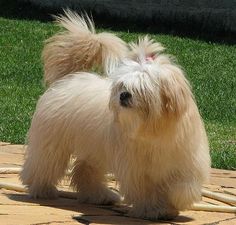 45 件のおすすめ画像 ボード lhasa apso lhasa apso puppies