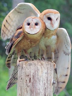 Owls left homeless after tree hits ...