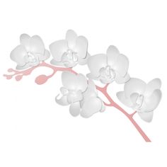 bloemen in afwasmiddel en water fotograferen tekening bloem sketch orchidee tak hand getrokken inkt bloemen in afwasmiddel en water fotograferen tekening bloem sketch orchidee tak hand getrokken inkt