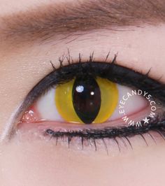 2536 best cat contacts
