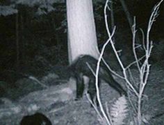 78 best bigfoot images on pinterest bigfoot sightings bigfoot