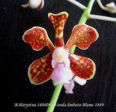 Dendrobium Species ´Hairy Gold´ blühstarke Pflanze Orchidee Orchideen