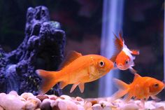 79 best freshwater aquariums