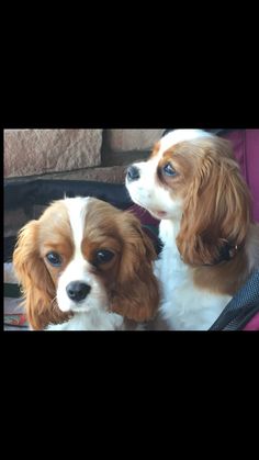 Cavalier King Charles Spaniel Key Ring-Starprint No 1 Auto combined postage