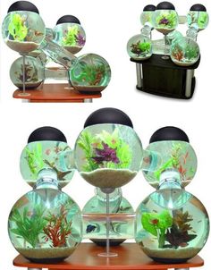 11 best aquariums fish