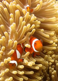 22 best reef ideas