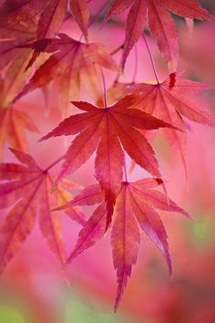 56 Best Autumn Leaves Images Nature Purpletugboat Oktober Herbst Tree Leaves Pink Autumn Photography Flowers