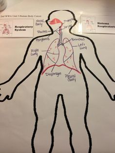 Describe the structure and function of book lungs