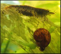 123 best ramshorn snails