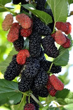 130 Ideas De Frutas Exóticas Frutas Exóticas Frutas Frutas Y Vegetales