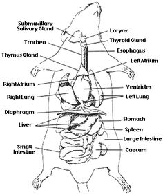 rat anatomy - Google Search | Biology lessons, Anatomy, Anatomy and