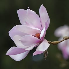 Flor Magnolia, Flower Images, Flower Pictures, Art Floral, Floral Photography, Ikebana